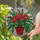 Holiday Botanical Art Lovers' Vibrant Red Green White Christmas Cactus Tiffany Stained Glass Mosaic Stained Glass Suncatcher - 2