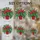Holiday Botanical Art Lovers' Vibrant Red Green White Christmas Cactus Tiffany Stained Glass Mosaic Stained Glass Suncatcher - 4