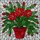 Holiday Botanical Art Lovers' Vibrant Red Green White Christmas Cactus Tiffany Stained Glass Mosaic Stained Glass Suncatcher - 5