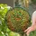 Botanical Art Lovers' Tiffany Stained Glass Emerald Amber Heart Leaf Vine Mosaic Stained Glass Suncatcher - 2