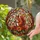 Wildlife Admirers' Jewel Tone Tiffany Stained Glass Squirrel Acorn Autumn Floral Mosaic Art Stained Glass Suncatcher - 2