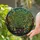 Plant Lovers' Lush Monstera Deliciosa Stained Glass Art with Jewel Tones & Bold Lead Lines Stained Glass Suncatcher - KCFGPtJmg3