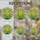 Nature Lovers' Tiffany Style Golden Green Stained Glass Fern Frond Botanical Mosaic Pattern Stained Glass Suncatcher - 4