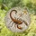 Intricate Art Lovers' Bold Tiffany Style Stained Glass Scorpion, Radiant Stars & Jewel Tone Mosaic Stained Glass Suncatcher - 1pscl4zBZt