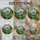 Nature Lovers' Vibrant Tiffany Stained Glass Bluebird & Intricate Green Foliage Mosaic Stained Glass Suncatcher - 0HVAP1vByn