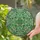 Art Lovers' Vibrant Tiffany Stained Glass Clover Mandala Emerald Teal Cream Botanical Mosaic Stained Glass Suncatcher - 2