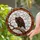 Nature Lovers' Detailed Stained Glass Bald Eagle Tiffany Style Golden Amber Brown Mosaic Art Stained Glass Suncatcher - FEK3_uDvlo
