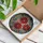Festive Art Lovers' Jewel Tone Red Poinsettia Tiffany Stained Glass Gold Leaf Mosaic Stained Glass Suncatcher - jG632qIwn_
