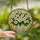 Women's Stained Glass White Plumeria Flower Bouquet Mosaic Dappled Light Art Stained Glass Suncatcher - 2