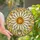 Nature Lovers' Tiffany Stained Glass Cream Daisy Golden Orange Center Rainbow Crystal Luminous Mosaic Stained Glass Suncatcher - 1
