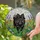 Pomeranian Lovers' Glowing Tiffany Stained Glass Black Pomeranian & Floral Mosaic Stained Glass Suncatcher - 2