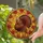 Autumn Enthusiasts' Radiant Golden Amber Stained Glass Turkey Harvest Design Stained Glass Suncatcher - 2