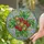 Art Lovers' Jewel Tone Tiffany Stained Glass Strawberry Daisy Floral Mosaic Design Stained Glass Suncatcher - 2