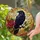Gothic Style Aficionados: Stained Glass Raven & Red Rose, Thorny Branch, Jewel Tone Mosaic Art Stained Glass Suncatcher - 2