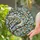 Nature Lovers' Tiffany Stained Glass Songbird Branches Leaves Berries Mosaic Blue Green Amber Yellow Stained Glass Suncatcher - 2