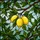 Home Decor Enthusiasts' Vibrant Tiffany Stained Glass Lemon Botanical Mosaic Pattern Stained Glass Suncatcher - 5