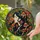 Mystical Art Admirers' Tiffany Style Stained Glass Serene Woman Profile, Ruby Red Mushrooms, Emerald Green Foliage, Amethyst Swirls Stained Glass Suncatcher - naehelij09