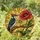 Nature Art Lovers' Vibrant Tiffany Style Stained Glass Red Woodpecker Poppy Amber Sunburst Mosaic Stained Glass Suncatcher - 1pTyB8gO0t