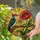 Nature Art Lovers' Vibrant Tiffany Style Stained Glass Red Woodpecker Poppy Amber Sunburst Mosaic Stained Glass Suncatcher - oSmbaQMrxo