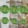 Celtic Heritage Enthusiasts' Tiffany Style Stained Glass Irish Harp Emerald Green Golden Clover Mosaic Stained Glass Suncatcher - 4
