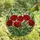Nature Art Lovers' Intricate Red Poppy Tiffany Stained Glass Mosaic Dappled Light Design Stained Glass Suncatcher - 4