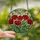 Nature Art Lovers' Intricate Red Poppy Tiffany Stained Glass Mosaic Dappled Light Design Stained Glass Suncatcher - 2