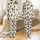 Festive Cat Lovers' Whimsical Black Cat Holiday Pattern with Red Santa Hats, Green Lights & Christmas Trees on Cream Satin Pajamas Set - 1