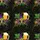 Mardi Gras Mask Tropical Sublimation Design | Gold Purple Green Beads, Beer Steins, Feathers Short-sleeve Hawaiian Shirt - 7