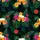Beer Enthusiast Amber Mugs Clinking Tropical Hibiscus Palm Print Short-sleeve Hawaiian Shirt - 7