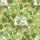Plant Parent Hawaiian Ghosts: Potted Houseplant & Tropical Foliage Textile Design Short-sleeve Hawaiian Shirt - 7