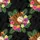 Baseball Mitt Hawaiian Foliage Pineapples Pink Hibiscus Rich Green Black Tropical Leaves Short-sleeve Hawaiian Shirt - 7