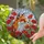 Art Lovers' Majestic Stained Glass Fox Poppy Floral Mosaic Jewel Tones Stained Glass Suncatcher - 2