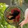 Cat Art Enthusiasts Opulent Black Cat Ruby Armchair Wine Jewel-Toned Stained Glass Mosaic Stained Glass Suncatcher - WHQgtBzIGH