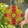 Art Lovers' Vibrant Tiffany Stained Glass Citrus Fruit Mosaic, Radiant Yellow Orange Green Magenta Stained Glass Suncatcher - juBAI4Nas5
