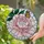 Art Lovers' Intricate Glowing Tiffany Stained Glass Peony Monarch Butterfly Pink Orange Green Mosaic Stained Glass Suncatcher - k0j7V_saIo