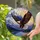 Bald Eagle Soaring Snow-Capped Mountains Lake Sunset Dramatic Stained Glass Stained Glass Suncatcher - 1