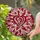 Radiant Heart Stained Glass Mosaic - Tiffany Style Jewel Tones Red Pink White Leaf Pattern Stained Glass Suncatcher - 1