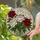 Stained Glass Peony Bouquet Tiffany Style - Seven Bloom Translucent Mosaic Floral Art Stained Glass Suncatcher - 1
