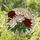 Stained Glass Peony Bouquet Tiffany Style - Seven Bloom Translucent Mosaic Floral Art Stained Glass Suncatcher - 2