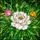 White Peony Stained Glass - Tiffany Style Pink & Yellow Peony Flowers Green Foliage Stained Glass Suncatcher - 5