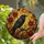 Black Crow Red Roses Gnarled Branch Stained Glass Jewel Tones Radiant Sky Mosaic Stained Glass Suncatcher - 1