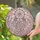 Dreamcatcher Intricate Web Stained Glass Pastel Clouds Stars Feathers Tiffany Stained Glass Suncatcher - 1