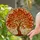 Luminous Tiffany Style Stained Glass Autumn Tree with Glowing Fall Leaves Mosaic Stained Glass Suncatcher - 1