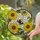 Fuzzy Bumblebee Translucent Wings Stained Glass Yellow Flowers Intricate Tiffany Mosaic Stained Glass Suncatcher - 1