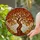 Gnarled Ancient Tree Autumn Leaves Stained Glass Tiffany Art - Glowing Mosaic Pattern Decor Stained Glass Suncatcher - 1