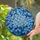Delicate Forget-Me-Not Flowers Stained Glass Art - Glowing Tiffany Blue Teal Mosaic Stained Glass Suncatcher - 1