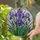 Tiffany Stained Glass Iris Flowers - Blooming Petals, Jewel Tones, Green Leaves Mosaic Art Stained Glass Suncatcher - 1