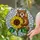 Groundhog Holding Sunflower Stained Glass Art - Tiffany Style Window Panel Decor Stained Glass Suncatcher - 1