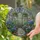 Stained Glass Greenhouse Flowering Plants - Tiffany Style Hydrangeas & Potted Vines Decor Stained Glass Suncatcher - 1