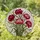 Colorful Stained Glass Carnation Flowers Bouquet - Tiffany Style Intricate Floral Art Stained Glass Suncatcher - 2
